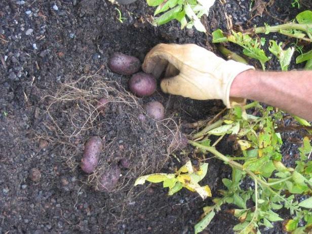 Harvesting Your Potatoes Harvesting Your Potatoes