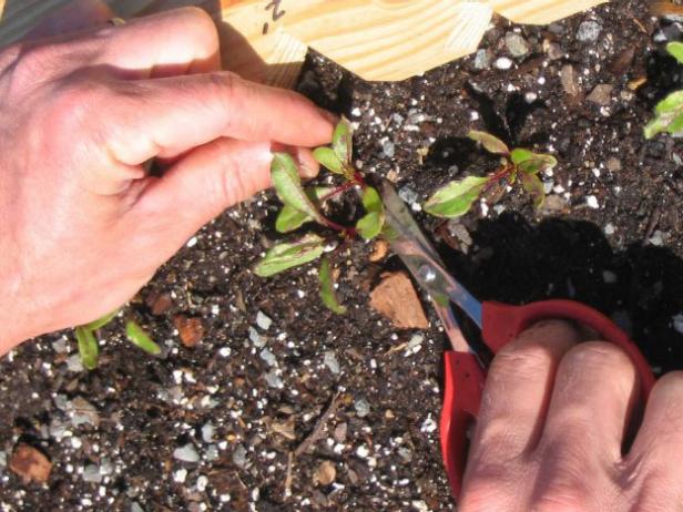 Step 4: Thin the Beets Cut Beet Seedlings with Scissors