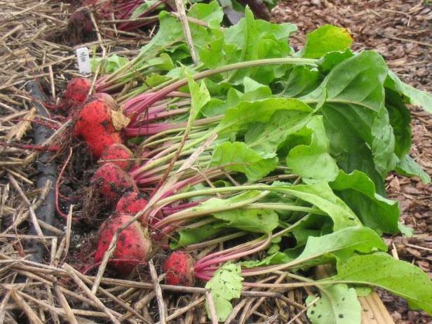 Step 6: Harvest the Beets Step 6: Harvest the Beets