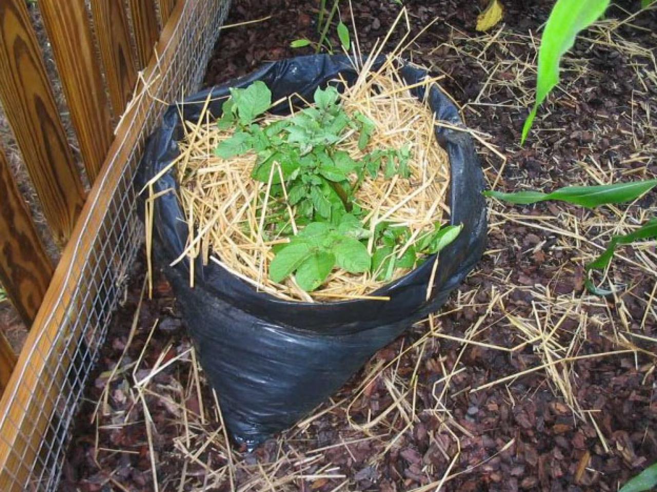 What are some tips on growing and harvesting potatoes?