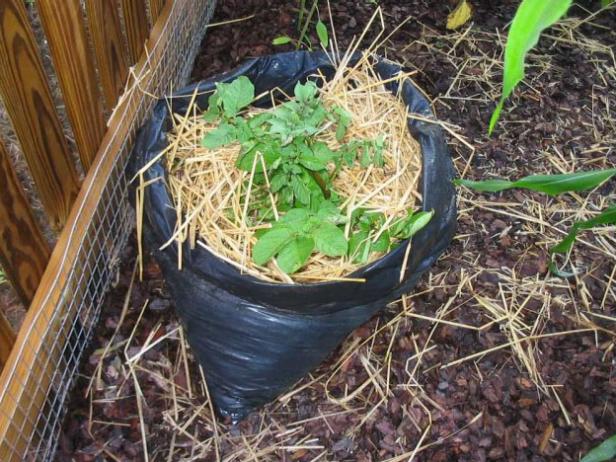 as plant grows keep adding soil or straw to top as plant grows keep adding soil or straw to top