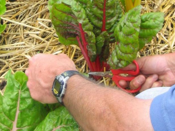 Step 5: Harvest the Swiss Chard Step 5: Harvest the Swiss Chard