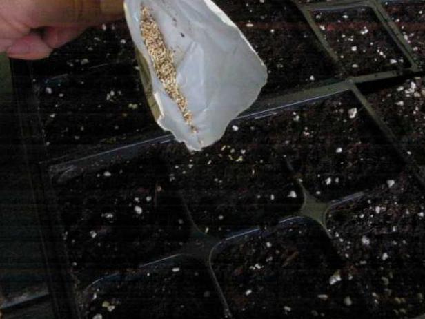 Planting Seeds Indoors Planting Seeds Indoors