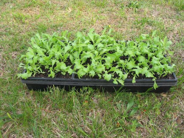 Hardening Off Your Seedlings Hardening Off Your Seedlings