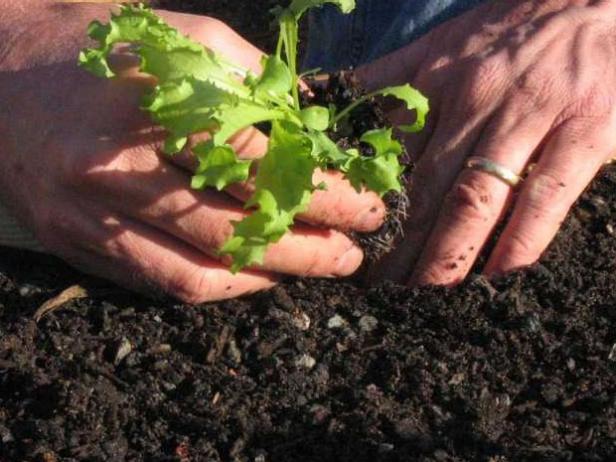 Transplant Your Endive Transplant Your Endive