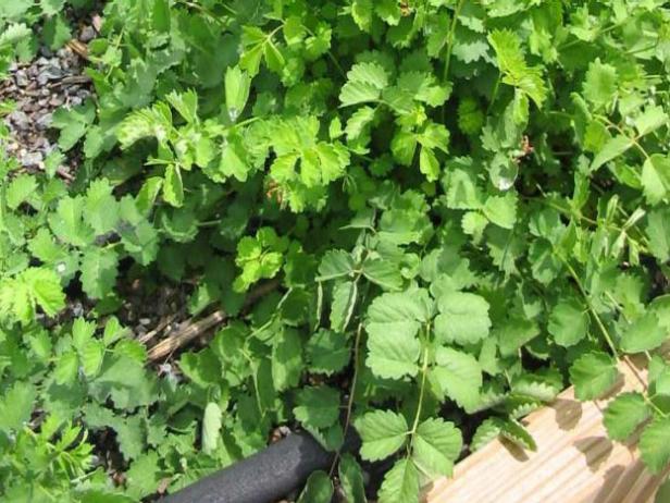 Use Burnet in Salads or Tea Use Burnet in Salads or Tea