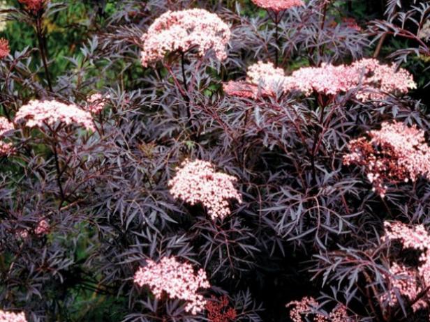black lace has dark purple lacy foliage black lace has dark purple lacy foliage