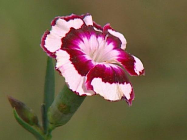 cottage pinks dianthus have exquisite flowers cottage pinks dianthus have exquisite flowers