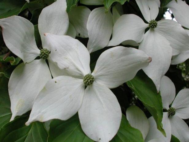 milky way dogwood is resistant to disease milky way dogwood is resistant to disease