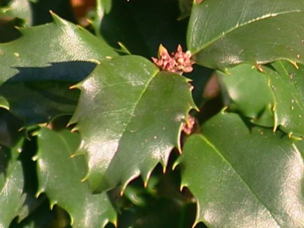 blue princess holly has dark bluish green leaves blue princess holly has dark bluish green leaves