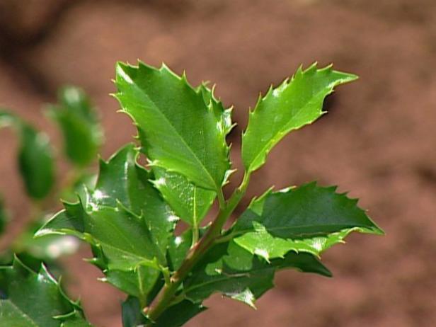 blue maid is one of the hardiest evergreen hollies blue maid is one of the hardiest evergreen hollies