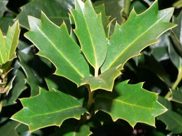 blue maid is a newly introduced red hybrid holly blue maid is a newly introduced red hybrid holly