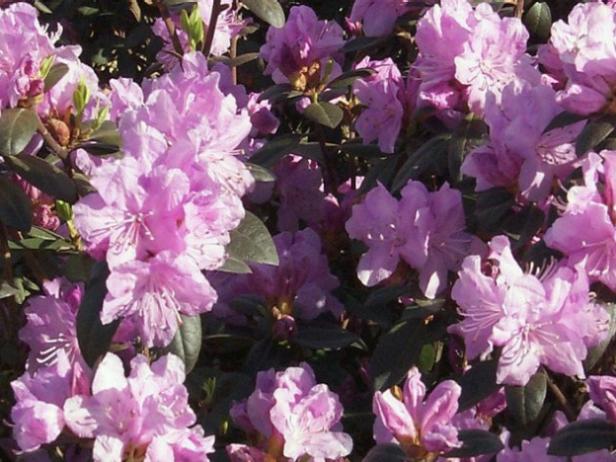 P.J.M. Regal is easiest rhododendrons to grow P.J.M. Regal is easiest rhododendrons to grow