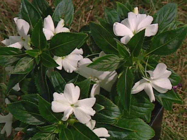 new guinea impatiens tolerate a bit more sun new guinea impatiens tolerate a bit more sun