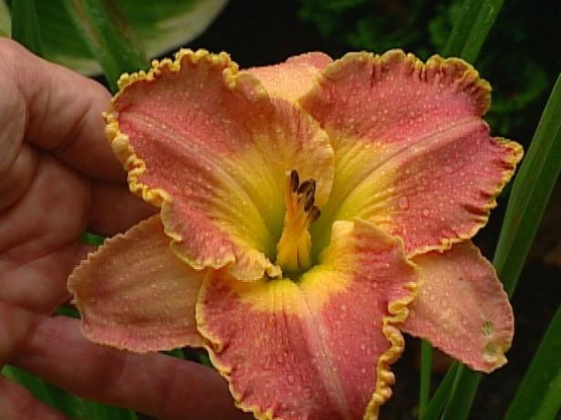 idas magic is a large daylily with peach blooms idas magic is a large daylily with peach blooms