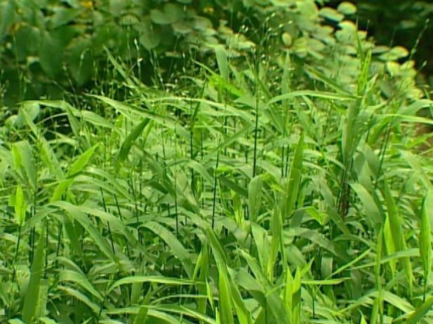 northern sea oats is a native ornamental grass northern sea oats is a native ornamental grass