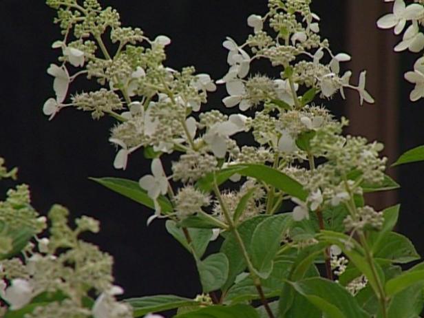 tardiva hydrangea is more sun tolerant tardiva hydrangea is more sun tolerant
