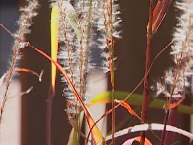 flame grass is nonnative invasive grass from asia flame grass is nonnative invasive grass from asia