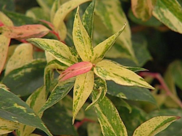 girards rainbow leucothoe has bell shaped blooms girards rainbow leucothoe has bell shaped blooms