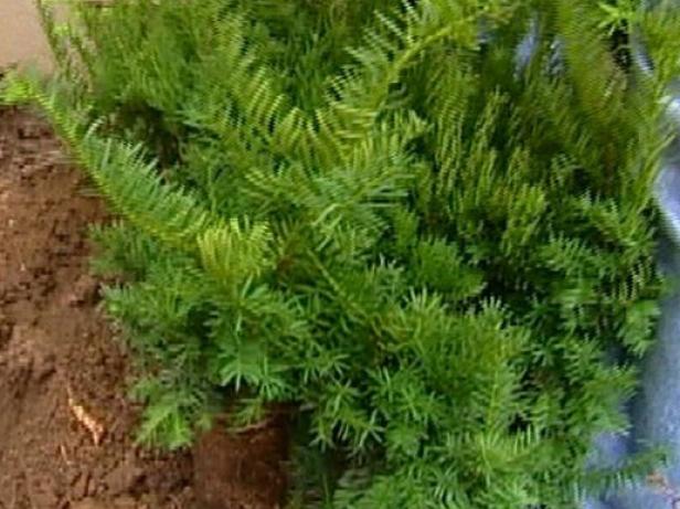 spreading densiformis yew is dwarf evergreen spreading densiformis yew is dwarf evergreen