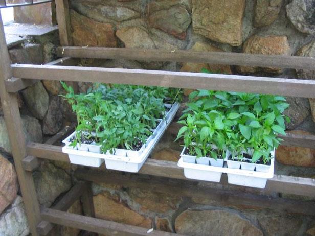 rack serves as transition area for plants rack serves as transition area for plants