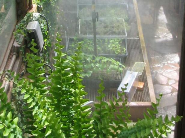 plants are watered by misting system plants are watered by misting system