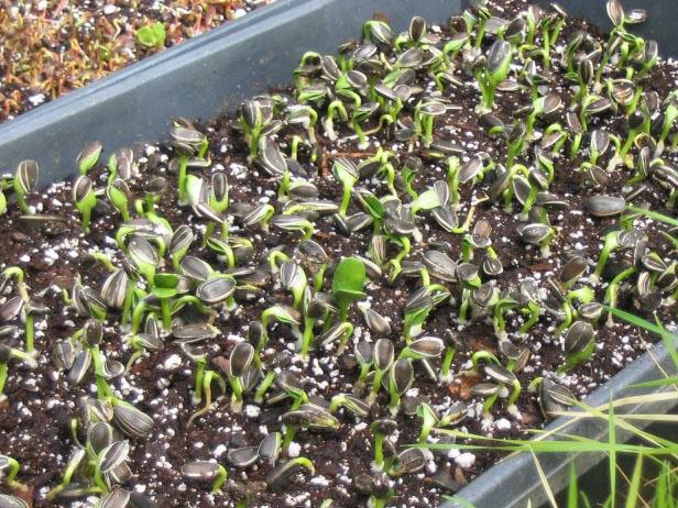 propagating is great way to use greenhouse propagating is great way to use greenhouse