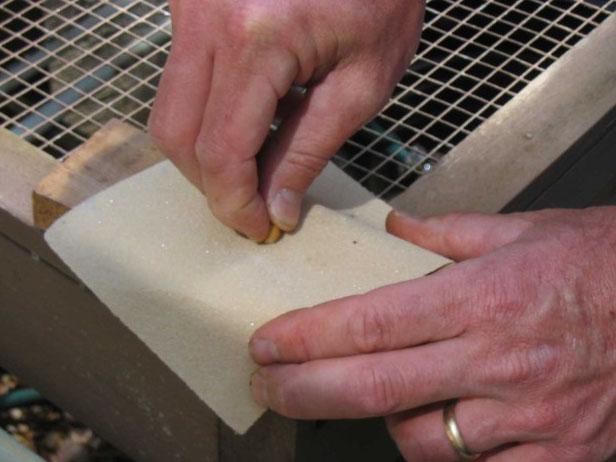 hard coated seeds need help to get started hard coated seeds need help to get started