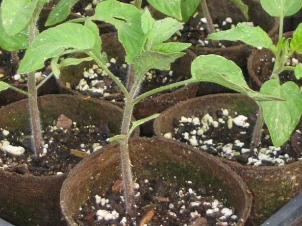 transplant after plant has shed its seed leaves transplant after plant has shed its seed leaves