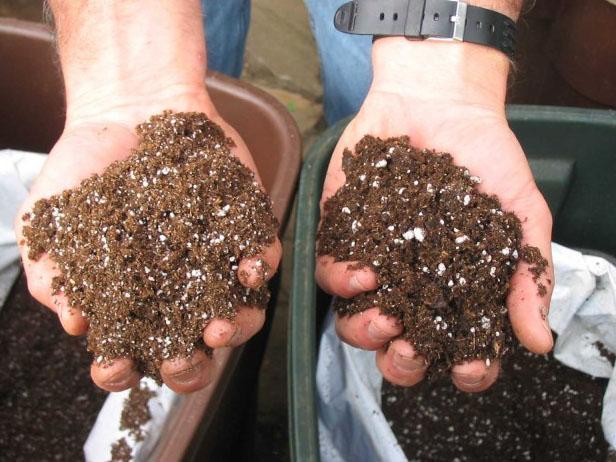 germination mix is best for starting seedlings germination mix is best for starting seedlings