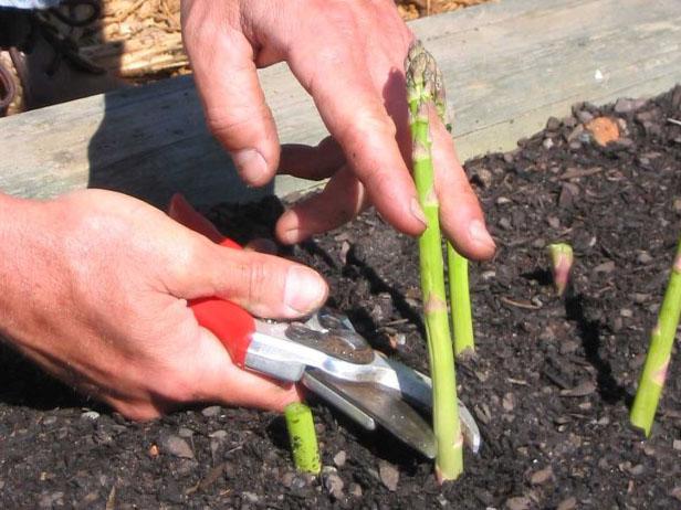 cut the asparagus spears just above the soil line cut the asparagus spears just above the soil line