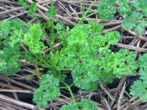 Curly leaf parsley has a mild flavor and a crinkly texture that is great in salads.