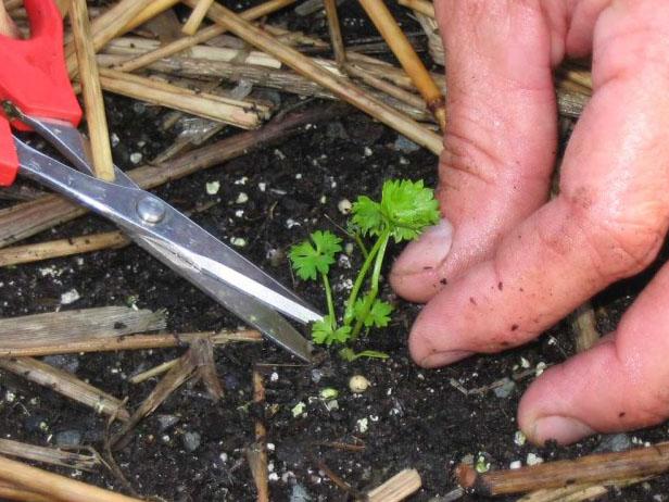 Thinning Your Parsley Thinning Your Parsley