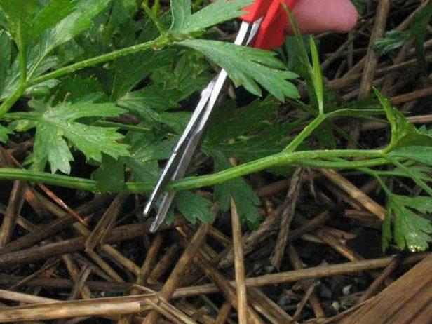 Harvest the Parsley Harvest the Parsley