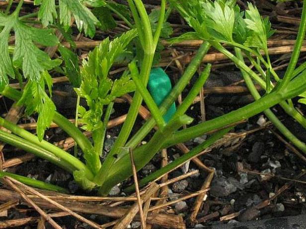 Cultivating Your Parsley Cultivating Your Parsley