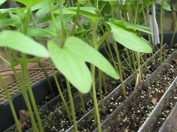 plastic trays work well for seed containers plastic trays work well for seed containers
