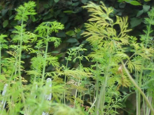 peat pots work well with plants like dill peat pots work well with plants like dill
