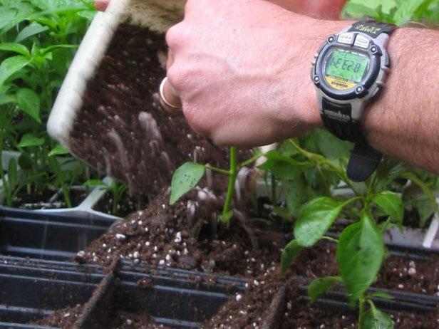 transplant the seedling transplant the seedling