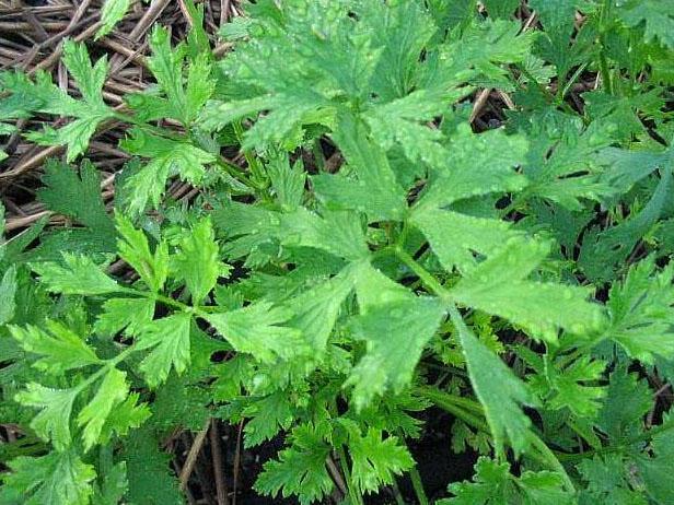 Flat leaf parsley, also called Italian parsley, has flat serrated leaves and has a flavor that is preferred by many cooks.