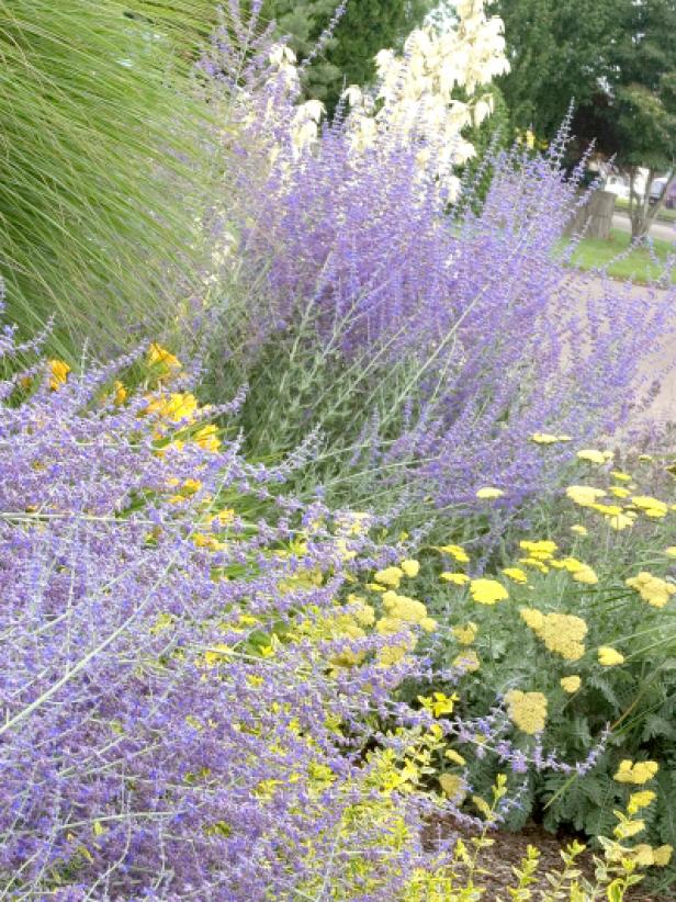 Russian Sage Russian Sage