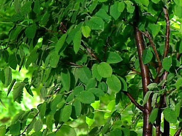 autumn brilliance serviceberry has edible fruit autumn brilliance serviceberry has edible fruit