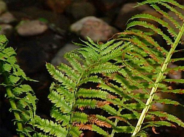 ostrich fern can reach up to four feet ostrich fern can reach up to four feet