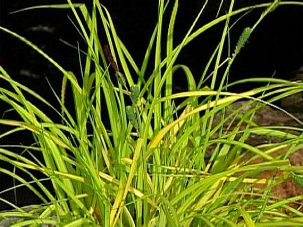 bowles golden sedge needs dividing every few years bowles golden sedge needs dividing every few years