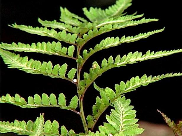 japanese painted fern has silver metallic fronds japanese painted fern has silver metallic fronds