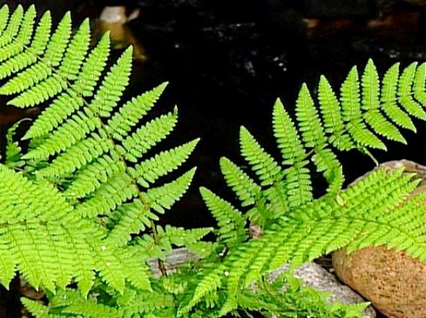 Remote rood fern is semi evergreen fern Remote rood fern is semi evergreen fern