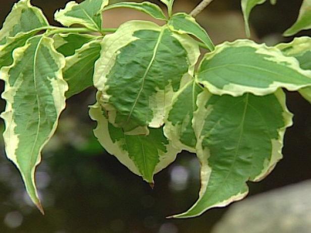 samaritan kousa dogwood has variegated leaves samaritan kousa dogwood has variegated leaves