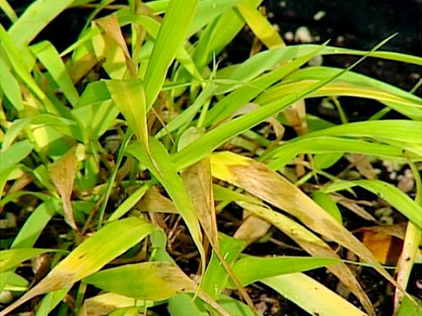 japanese forest grass is a clump forming grass japanese forest grass is a clump forming grass