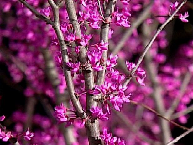 forest pansy eastern redbud is early bloomer forest pansy eastern redbud is early bloomer