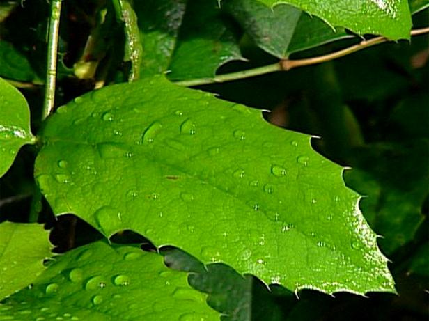 oregon grape has spiny holly like leaves oregon grape has spiny holly like leaves