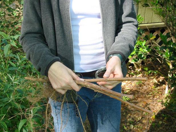 Planting Your Raspberries Planting Your Raspberries